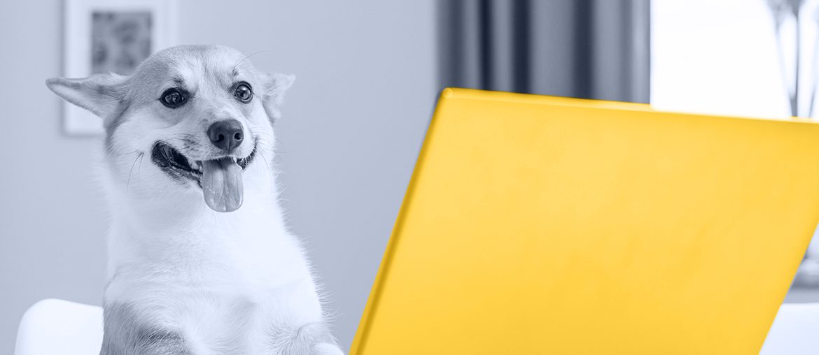 Animalpetbook: Social Network for Pet Lovers