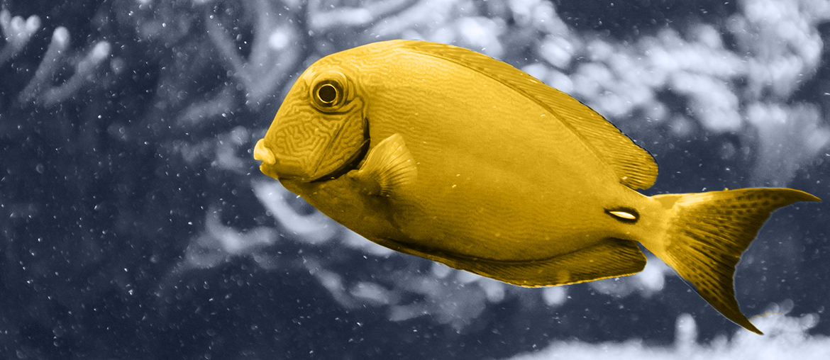 SmartFish: Relaxing Game for Kids and Adults