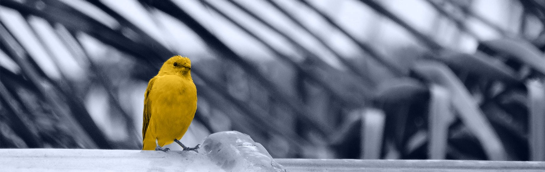 CanaryVoice: Voice Recorder App