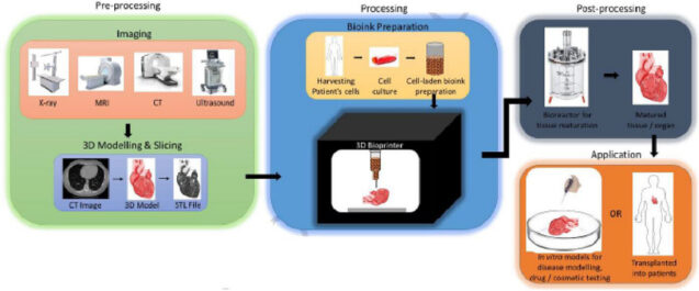 Bioprinting process stages Bioprinting process stages